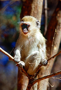 Young vervet monkey  perched on a tree branch in Zimbabwe, Africa