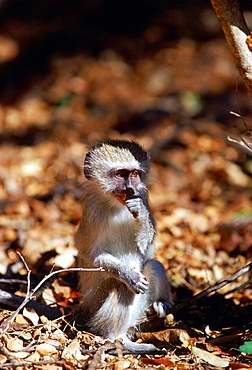 Young vervet monkey, Zimbabwe, Africa