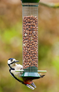 Great Spotted Woodpecker on a birdfeeder pecking at peanuts, Cotswolds, England