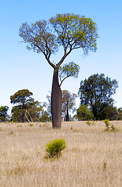 Tree, possibly Baobub ? Queensland, Australia