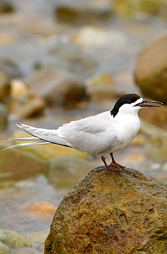 White-fronted terns (Sterna Striata)  in North Island, New Zealand