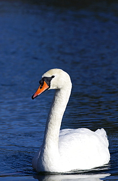 Mute swan on the River Windrush in Oxfordshire, England