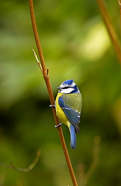 Blue tit on branch in English country garden in the Cotswolds, Oxfordshire