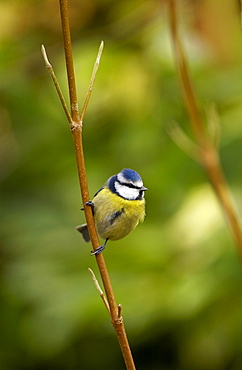 Blue tit on branch in English country garden in the Cotswolds, Oxfordshire