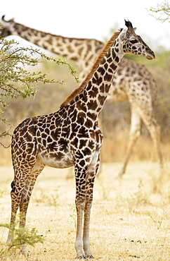 Young Giraffe, Grumeti, Tanzania