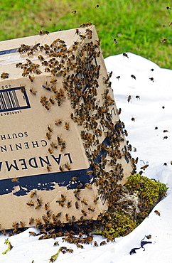 Trapping a swar m of  honey bees in a cardboard box, Cotswolds, UK