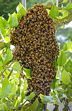 Honey bees swarming in a plum tree in the Cotswolds, UK