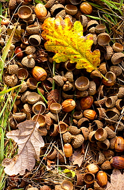 Oak leaves and oak leaves on a forest floor in England