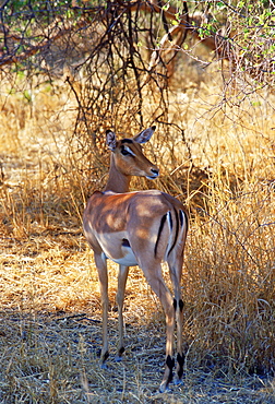 Impala looking over its shoulder watching for predators at Moremi National Park, Botswana