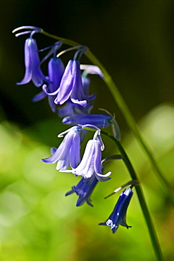 Bluebells, England