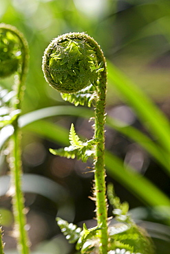 Fern Stems, England