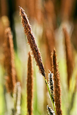 Wild Grasses, England