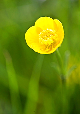 Buttercup, England