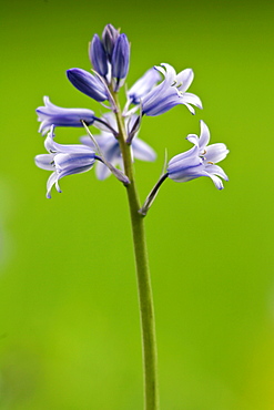 Spanish Bluebells growing in England