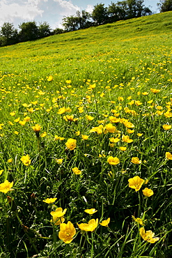 Buttercups in meadow, England