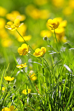 Buttercups, England