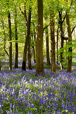 Bluebells in Woodland, England