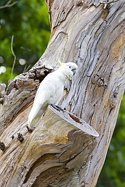 Sulphur-crested Cockatoo perched in a Forest Red Gum Tree, Australia