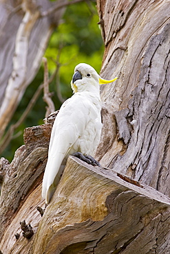 Sulphur-crested Cockatoo perched in a Forest Red Gum Tree, Australia