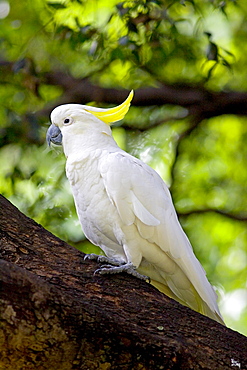 Sulphur-crested Cockatoo perched in a Forest Red Gum Tree, Australia