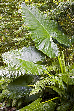 Giant Elephant Ear plant growing in the  Daintree World Heritage Rainforest, Australia