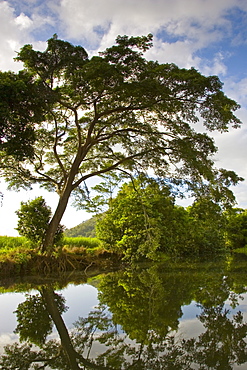 Brazilian Rain Tree hangs over the Mossman River, Daintree, Queensland, Australia