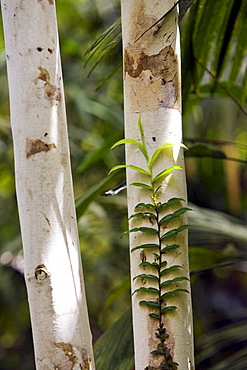 Rainforest candle vine grows on tree trunk, Daintree Rainforest, Queensland, Australia