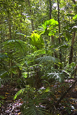 Ferns and palms in the rainforest, Daintree, North Queensland, Australia