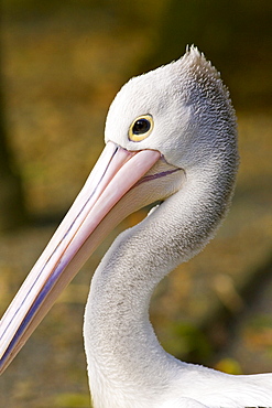 Australian Pelican, Queensland, Australia