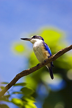 Forest Kingfisher perched on a branch in North Queensland, Australia