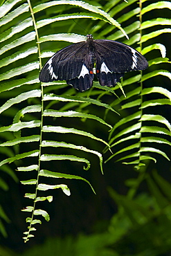 Adult male Orchard Butterfly on a fern leaf, North Queensland, Australia