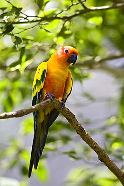 Sun Conure parrot perched on a branch, Queensland, Australia