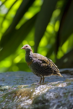 Buff-Banded Rail on edge of waterfall, Far North Queensland, Australia