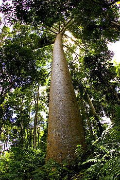 Kauri Pine tree, Barron Gorge National Park, Queensland, Australia