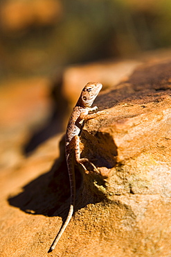 Ring-tailed Dragon lizard on a rock, Red Centre, Australia