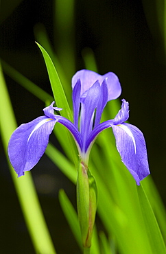 Blue iris flower, England