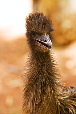 Emu, Northern Territory, Red Centre, Australia