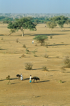 Gathering timber, Gorom Gorom, Sahara, Burkina Faso (formerly Upper Volta)