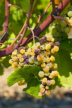 Noble rot, botrytis Cinera, on grape vine, Preignac, Sauternes,France on the estate of Chateau de Malle