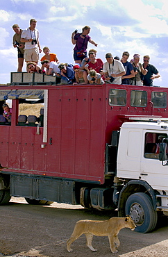 Tourists watching a lioness, Tanzania, East Africa