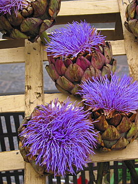 Artichokes for sale in a fruit and vegetable market in Rennes, France