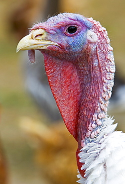 Turkey, Gascony, France. Free-range birds may be at risk if Avian Flu (Bird Flu Virus) spreads