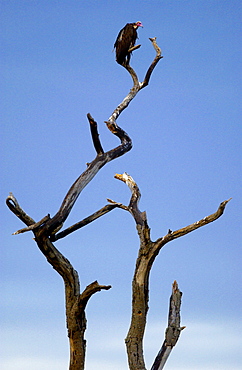 A vulture roosting, Grumeti, Tanzania, East Africa