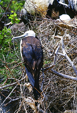 Juvenile Frigatebird, Galapagos Islands, Ecuador