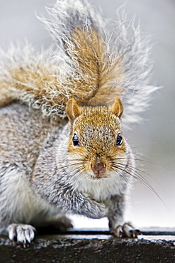 Grey squirrel on edge of rubbish bin in Hampstead Heath, North London, United Kingdom