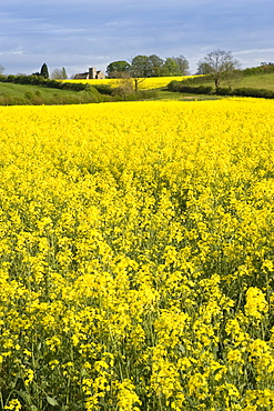 Rape seed crop field in Wyck Rissington and St Peter's Church, Little Rissington, The Cotswolds, Gloucestershire, England