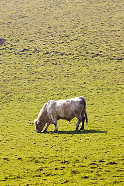 Bull contentedly grazing, Gloucestershire, The Cotswolds, England, United Kingdom