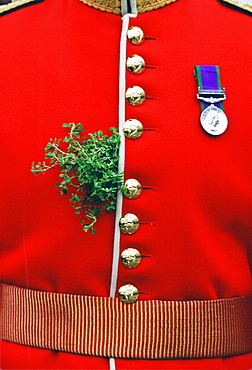 Shamrock worn by a soldier on St. Patrick's Day at Chelsea Barracks, London, United Kingdom.