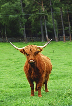 Highland cattle cow, Scotland, United Kingdom.