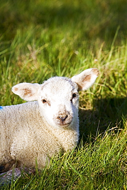 Spring lamb in the grass, Cotswolds, Oxfordshire, United Kingdom, UK.